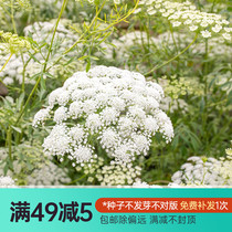 Hongyue cute acridine lace flower wild carrot flower Ammi celery green fog Anne Queen spring and autumn flower seeds