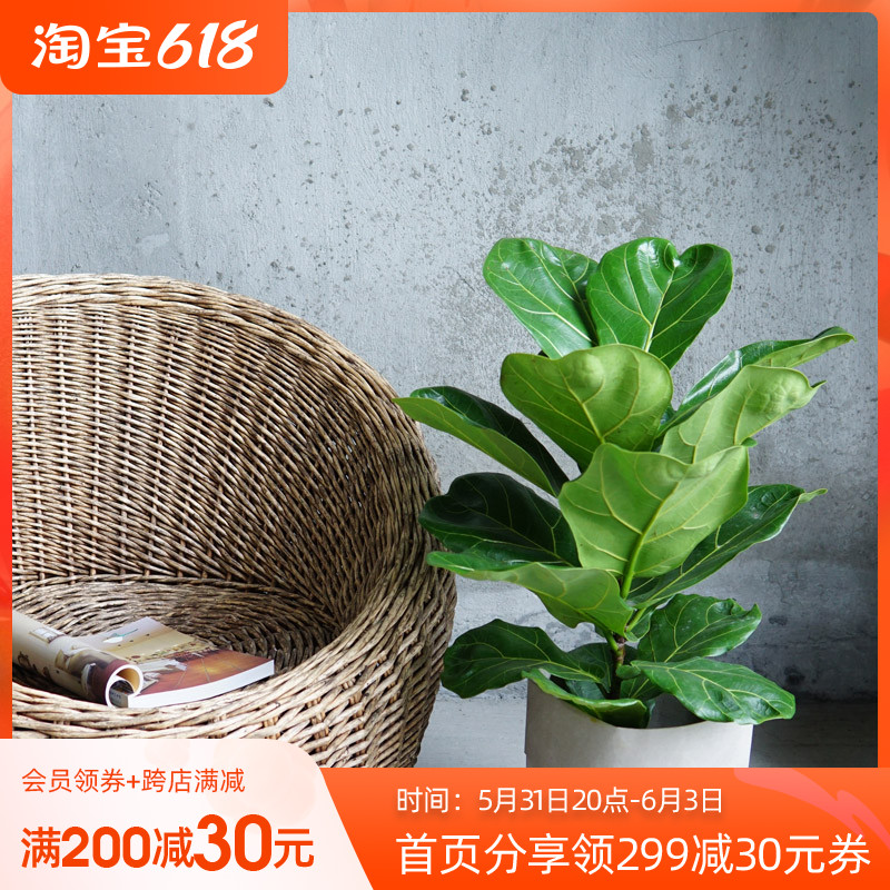 Cen Leaf Rongins Wind Indoor Large Green Planting Potted Plant Iridescent Living Room Balcony Home View Leafy Evergreen Plant Sapling