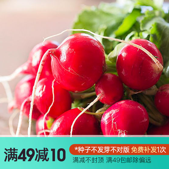 Hong Yue Meng Acridine Vegetable Seeds Red Beet Carrot White Radish Cherry Radish Fruit Radish Salad Spring and Autumn