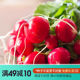 Hong Yue Meng Acridine Vegetable Seeds Red Beet Carrot White Radish Cherry Radish Fruit Radish Salad Spring and Autumn