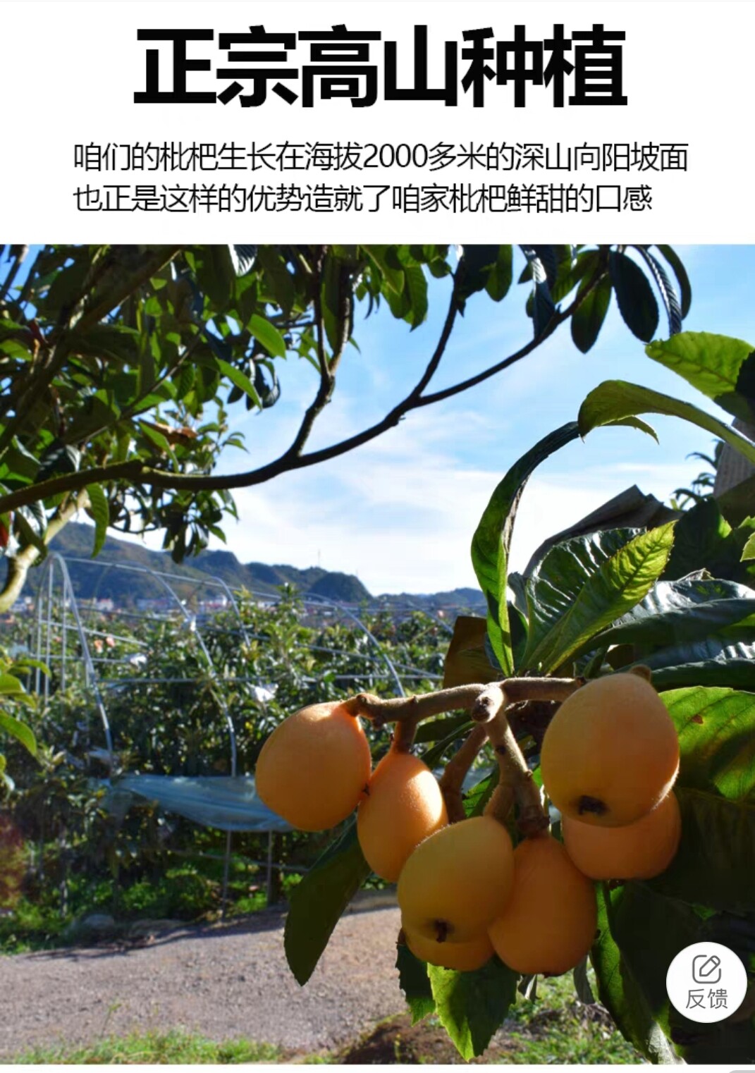 蒙果果园直发