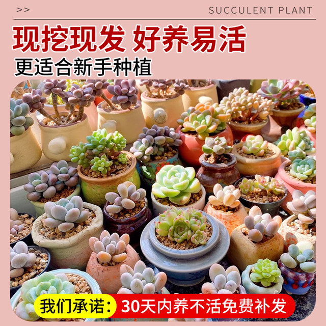 ການປະສົມປະສານຂອງພືດ succulent indoor potted jade dew peach egg with ceramic flower pot pot old pile high-end cactus indoor