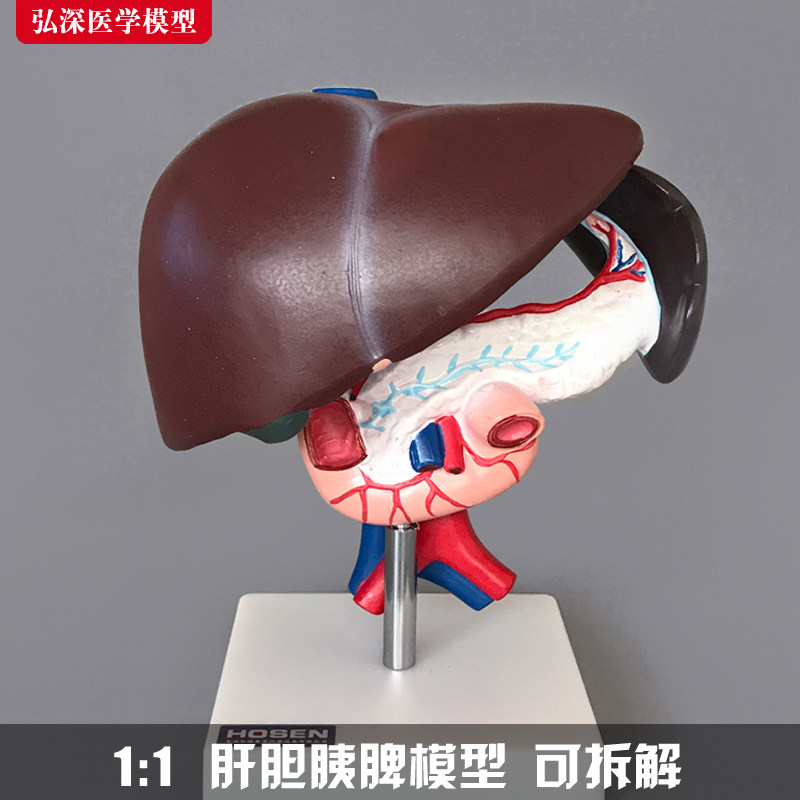 Liver, Pancreas, Duodenum Model, Liver, Gallbladder, Pancreas, Spleen, Human Abdominal Viscera, Digestive System, Internal Medicine Teaching, Medicine