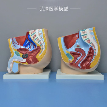 Human Sagittal Anatomy Model Male and Female Reproductive System Abdominal Organ Cross-Section Obstetrics and Gynecology Medical Science Teaching Model
