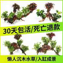 Complete set of fish tank landscaping aquatic plants sunken wood plants grass tank landscape scenery decorations small ornaments supplies set