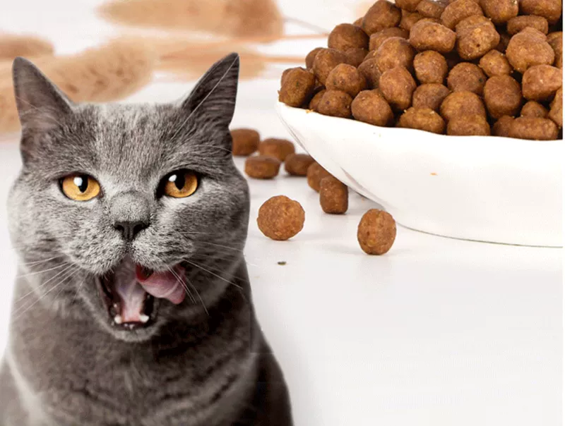 Canada Tombe Cat Food Nhập khẩu thực phẩm dành cho mèo trưởng thành tự nhiên Sáu loại thịt Làm đẹp lông C5 Thực phẩm tự nhiên không hạt 4,4 lbs 2kg - Cat Staples