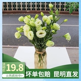 Цветок маленький Daisi Pacific Plutter Mei Yunnan Base Straight Fresh Poy Pinglang Ping Chrysanthemum Flower Isert Flower Beast Express