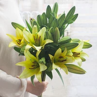 20 Желтых лилий+, давая траву+агент сохранения присутствия