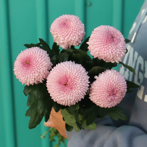 Цветок маленький Daisi Pacific Plutter Mei Yunnan Base Straight Fresh Poy Pinglang Ping Chrysanthemum Flower Isert Flower Beast Express