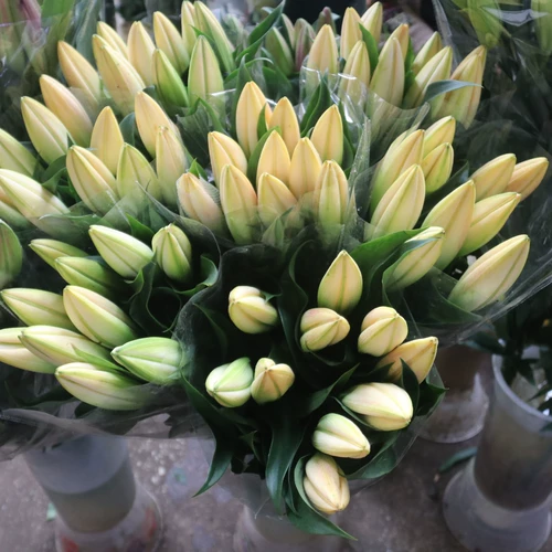 9,9 Бесплатная доставка духи лилия цветы Yunnan Base Direct Оптовая подсолнечная пачка Домохозяйство водных цветов.