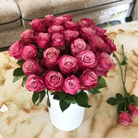 Phantom Rose 18 филиалов+2, чтобы отправить 2 против