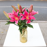 10 Robin Lily+Fresh Searervation Agent