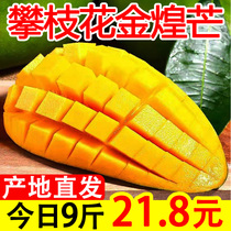 Authentic Sichuan Panzhihua Jinhuang Mango Daqing Mango Dajinhuang Fresh Picked Fruit Seasonal Whole Box