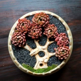 鼎晟 Парниковая база прямая увлажняющая горшка с горшками, посаженным зеленым цветочным горшками, горшка, ясные специальные специальные предложения