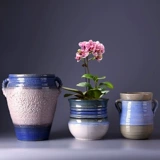 Экстра -мясное мясо старая куча специальная цветочная горшка крупно -калибр крупно -диаметра сочные растительные утеса.