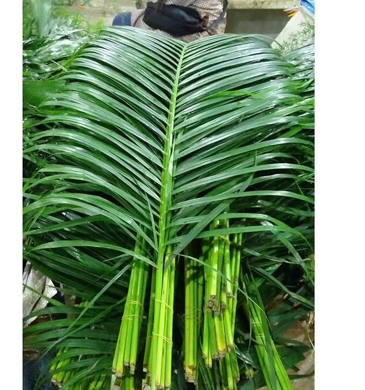 Fresh Areca Palm Leaves and Grasses for Floral Arrangements, Fish Tank Decoration, Fresh Cut Flowers, Yellow Coconut