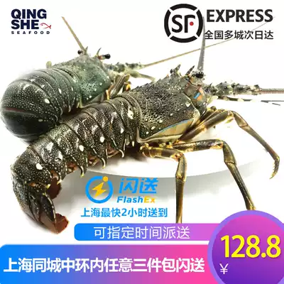 (Green Luxury)Indonesian imported seafood Fresh size Green lobster flower lobster Boston Lobster 250g only