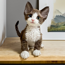 Devin Volume Mao cat young cat pure breed tiger spotted with small milk cat with no hair blue eye high IQ pet living cat cub