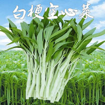 White Stem Small Leaf Hollow Vegetable Seed Willow Leaf Hollow Vegetable White Stem white Bone Balcony Potted vegetable Vegetable Seed Hole