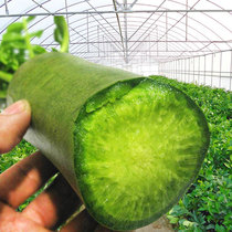 And the green and crisp fruit radish seed to eat in the outer green and green skin green flesh and crisp and juicy vegetable seeds in the four seasons