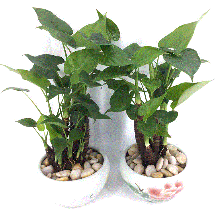 包邮盆栽绿植花卉霸王芋室内水培植物新房清洁空气吸甲醛