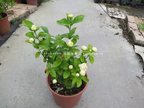 Глава с высоким уровнем высокого класса