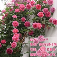 Парад [50-70 см] Средняя рассада/плетистая лоза