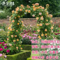 Принцесса Маргарет [50-70см] средний саженец/лиана