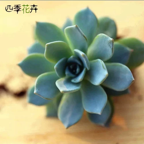 24 суккулентные растения содержат горшечные растения, такие как Huanglihong Jade и т. Д.