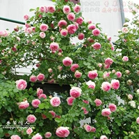 Розовый, с драгоценным камнем