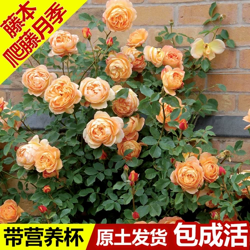 OU Moon Miao Balcony Cours