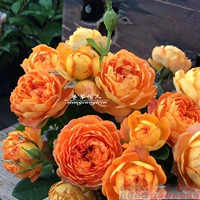 Медовая карамель