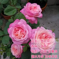 Dream Halo [50-70 см] Средняя рассада/плетистая лоза