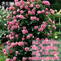 Фенда [50-70см] Средняя рассада/плетистая лоза