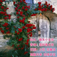 Маленькая девочка [50-70 см] Средний саженец/лиана