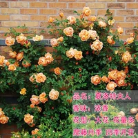 Леди Шарлотта [50-70см] Средний саженец/лиана