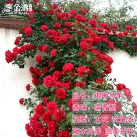 Королевская карета [50-70 см] средняя рассада/ползучая лоза