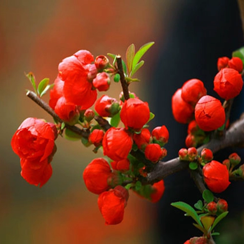 Балкон -цветочная комната, саженцы для цветов с балконом бегония