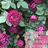 Нефритовый пояс пурпурного халата [50-70 см] Средний саженец/вьющаяся лоза