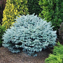 Flower mirror colorful leaf blue fir saplings high-end cold-resistant fir saplings garden planting evergreen Colorado Christmas tree real tree