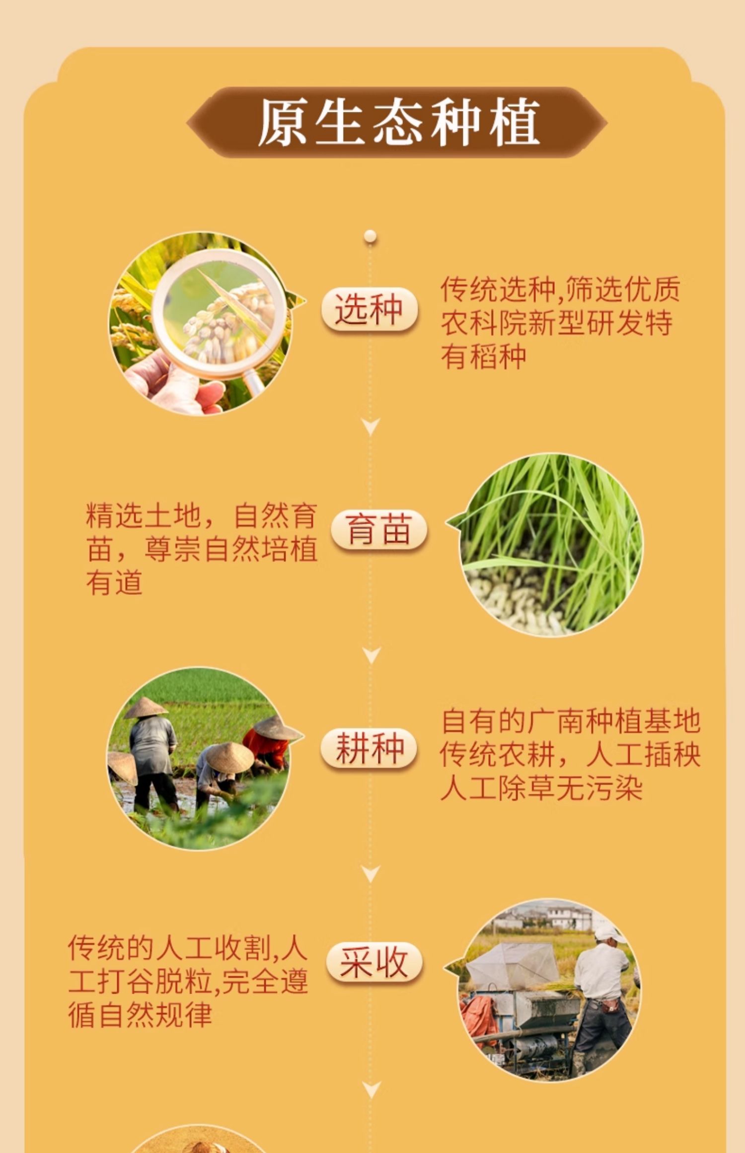 安享好物 安享B级粳米-八宝贡羊玉脂米 企标 