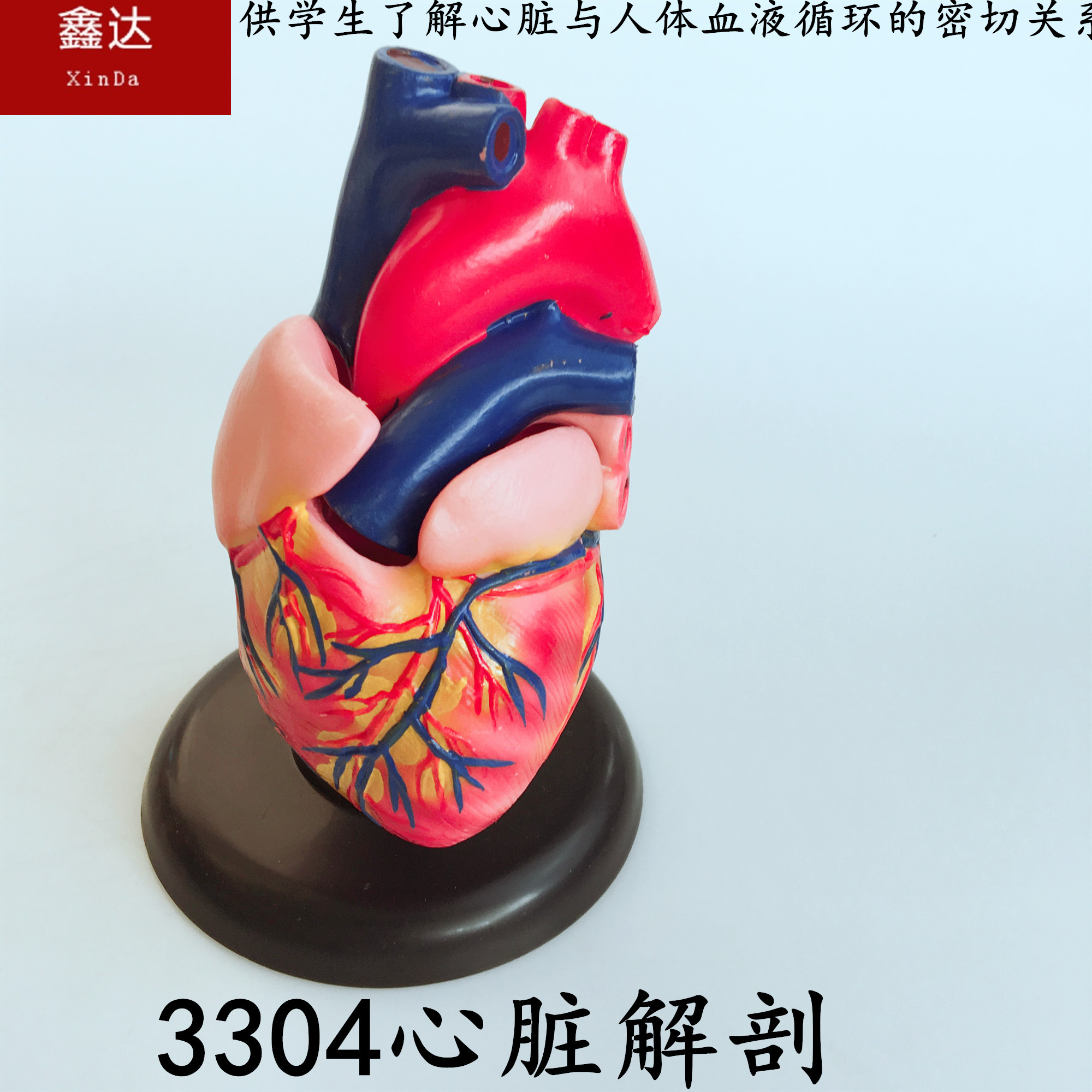 3304心脏解剖 生物 教学仪器 生物 化学仪器 教学仪器 教学仪器