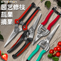 Fruit picking and cutting grapes for grape thinning