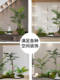 Tropical simulated plant landscaping entrance hall restaurant simulated plant landscaping combination window decoration green plant landscape