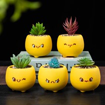 Ceramic multi-meat flower pot trumpet mini-plant cute little basin suit creative personality cartoon green plant porcelain pot special price