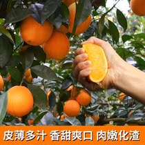 fresh orange fruits sweet fruit natural VC