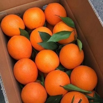 Gannan sweet fruit fresh orange fruits green VC