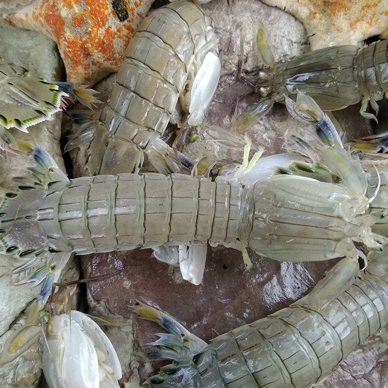 大连野生虾爬子：海洋里的奢华盛宴，新鲜带膏，让你撒尿富贵！🦀🐟-活虾-淘宝百科网
