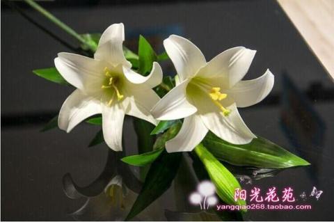 Trang chủ phụ kiện 2 nước hoa lily nhân tạo hoa trang trí phòng khách hoa giả hoa hoa Phòng ngủ trưng bày hoa đơn - Hoa nhân tạo / Cây / Trái cây cây hoa giả