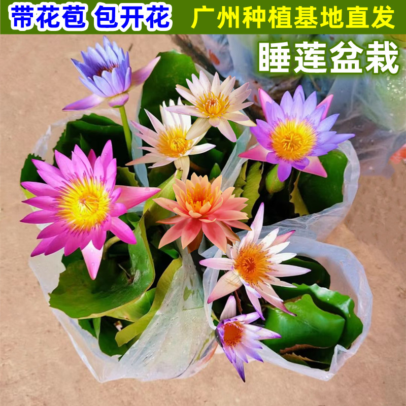 东方美人茶产地在哪里？带你探秘茶界的宝藏，好喝到停不下来！